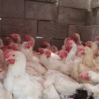 مرغ تخمگذار و گوشتی