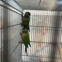 طوطی گرینچیک نرمال