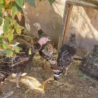 مرغ خروس کلین و پاکوتاه بوقلمون ماده|حیوانات مزرعه|اندیمشک, |دیوار