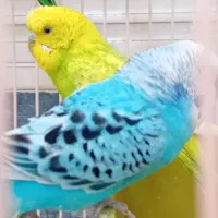 یک جفت مرغ عشق