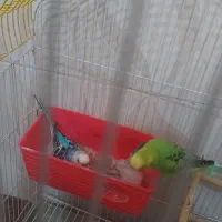 مرغ عشق با قفس|پرنده|لیکک, |دیوار