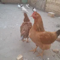 یک مرغ مادر و دوتا از جوجه هاش