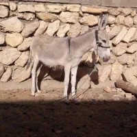 یک راس خر برا فروش|حیوانات مزرعه|ایذه, |دیوار