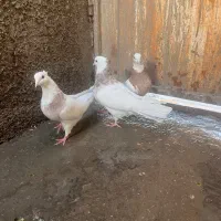 طوقی هفترنگ|پرنده|شاهرود, |دیوار