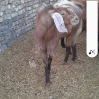 بزنجدی|حیوانات مزرعه|برخوار, |دیوار