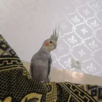 عروس هلندی گم شده