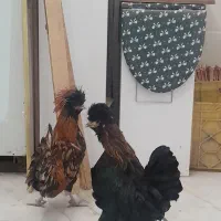 مرغ و خروس لهستانی