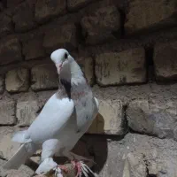 کفتر ماده طوقی طوق شازده ای|پرنده|شیراز, میانرود|دیوار