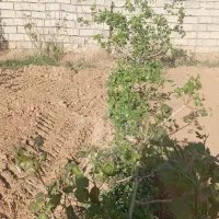 باغ پسته بینالود 3000متر 50دقیقه آب چاه|فروش دفتر صنعتی، کشاورزی، تجاری|ملک‌آباد, |دیوار