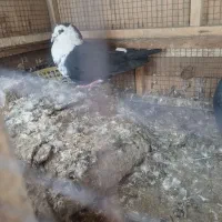 ریش و مگس جفت نر