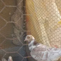 کبوتر درشت و خوش رنگ نر ۲تا|پرنده|مهریز, |دیوار