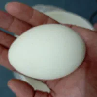 تخم غاز خشک شده برای تزئین