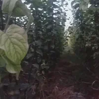 نهالستان|گل و گیاه طبیعی|میاندوآب, |دیوار