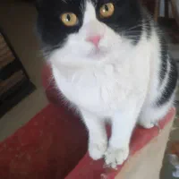 واگذاری حیوان خانگی|گربه|کرمان, |دیوار