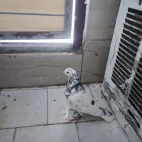 یک سارتر قلدر ویک پلنگ نر
