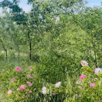 باغ ۲۲۰۰ متری موقعیت عالی نیارق