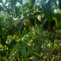 کود سفید کرمانشاه