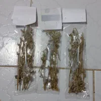 گل گاوزبان همیشه سبز هم بذرش وهم بوتش موجود|گل و گیاه طبیعی|گرگان, |دیوار