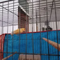 فروش یا معاوضه یک عدد مرغ مینا و قناری