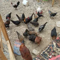 مرغ خروس گلین