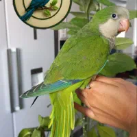 طوطی راهب و گرینچیک