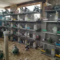 کبوتر پرشی شجره دار فروشنده و پرورش دهنده معتبر