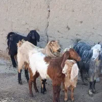 بز شیره دار .بزغاله ریز