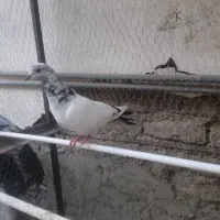 یک عدد کیوتر تک پر کله دم دسپری