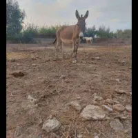 فروش ده راس الاغ