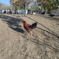 مرغ خروس محلی