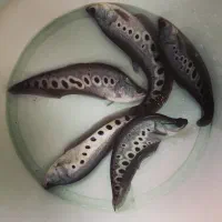 چاقو ماهی،بلک گوست