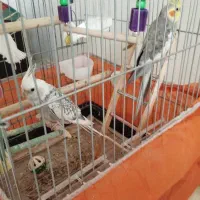 عروس هلندی نر