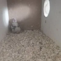 عروس هلندی|پرنده|کاشان, گریه|دیوار