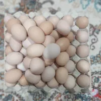 تخم مرغ محلی