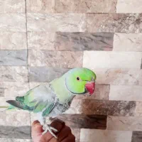 طوطی ملنگو|پرنده|یاسوج, |دیوار