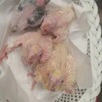 عروس هلندی جفت