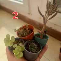 مجموعه ۱۰ گلدان کاکتوس و گل|گل و گیاه طبیعی|یزد, |دیوار