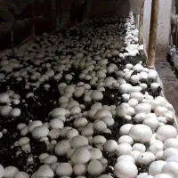 اجاره سالنهای پرورش قارچ خوراکی باکلیه ادوات پرورش