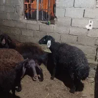 گوسفند افشاری|حیوانات مزرعه|صحنه, |دیوار