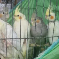پنج عدد عروس هلندی