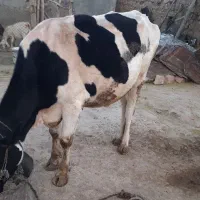 گاو جوان مالچه