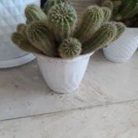 کاکتوس|گل و گیاه طبیعی|ایوان, |دیوار