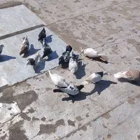 ۱۲عدد کبوتر پرشی سالم بشرط