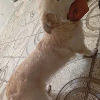 میکس اشپیتز