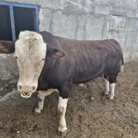 کارگر گاوداری|استخدام صنعتی، فنی، مهندسی|بناب, |دیوار