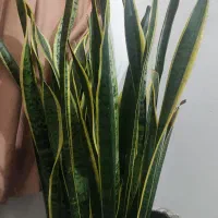 گل سانسوریا شمشیری با گلدون