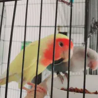 طوطی
