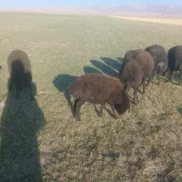 ۳۰عدد بره نر داشتی|حیوانات مزرعه|شراء, |دیوار