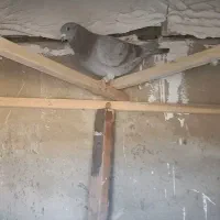 کفتر پلاکی|پرنده|چهارباغ, |دیوار