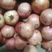 انار تازه